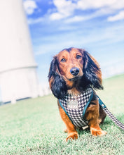 Emerald Envy Harness